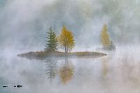 Silver Dawn