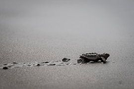 Junger Schidpad in Costa Rica von Marcel Dekker