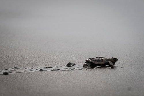 Junger Schidpad in Costa Rica