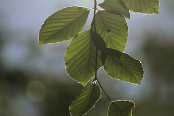 Sommerlicht durch Buchenlaub