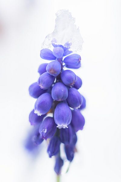 blauwe druif met sneeuwmuts van Ruud Overes