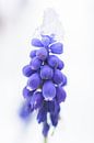blauwe druif met sneeuwmuts van Ruud Overes thumbnail