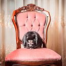 SA11978878 Hangkoor konijn op een rose fluwelen antieke stoel van BeeldigBeeld Food & Lifestyle thumbnail