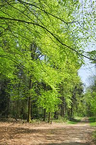 Forêt de hêtres à Emmen