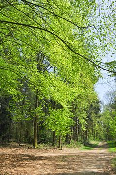 Beech forest in Emmen by Corinne Welp