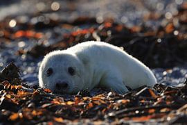 Grey Seal Howler Helgoland Island Germany by Frank Fichtmüller