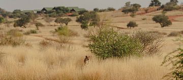 Zuid-Afrikaans jachtluipaard in hoog gras in Namibië, Afrika van Patrick Groß