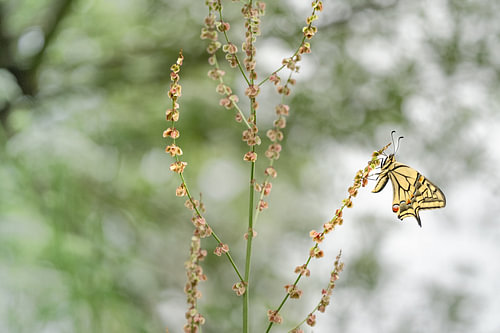 Beauty Queen, the swallowtail butterfly by Moetwil en van Dijk - Fotografie landschappen - natuur
