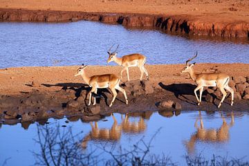 Impala in Kenya by Marit Lindberg