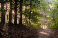 Morning atmosphere on the Tutenberg in Twente