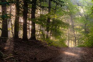Atmosphère matinale sur le Tutenberg à Twente