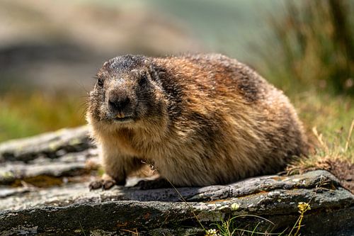 Alpenmarmot in Oostenrijk