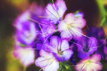 The color purple (kunst, bloemen) van Art by Jeronimo