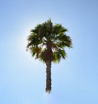 PALMBOOM by Henriette Tischler van Sleen