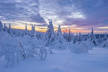 Winter in the Harz Mountains by Patrice von Collani
