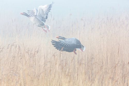 Two wild geese fly up from the reeds
