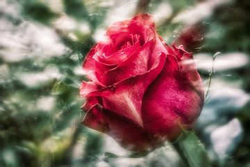 Single red rose blossom