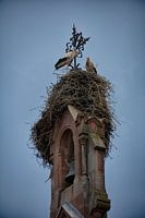 stork