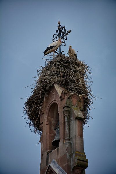 stork by 8eleven
