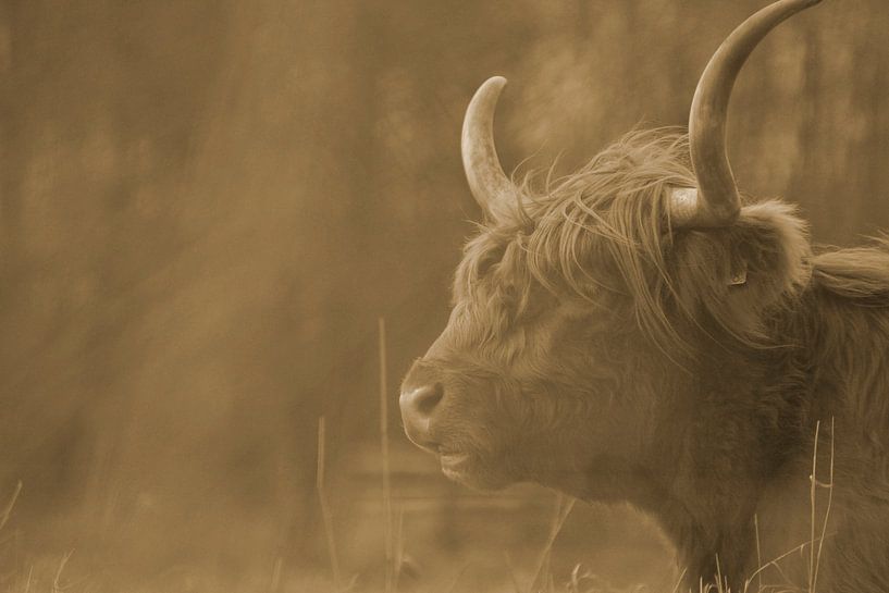 Schotse hooglander kop nevel sepia von Sascha van Dam