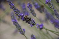 Bloeiende lavendel met bij.