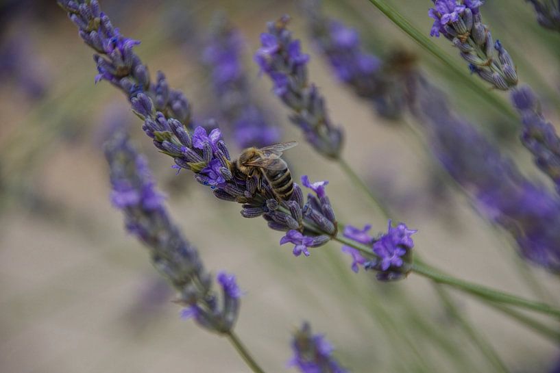 Lavande en fleur avec une abeille. par Jurjen Jan Snikkenburg