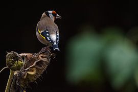Stieglitz auf Sonnenblume von Danny Slijfer Natuurfotografie