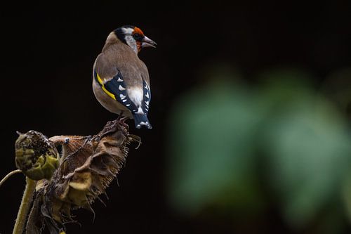 Putter op zonnebloem