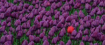 Purple Tulip field in the Bulb Region of the Netherlands, also seen at Keukenhof by Hans Kool