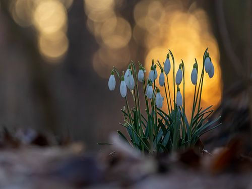 Schneeglöckchen im abendlichen Wald