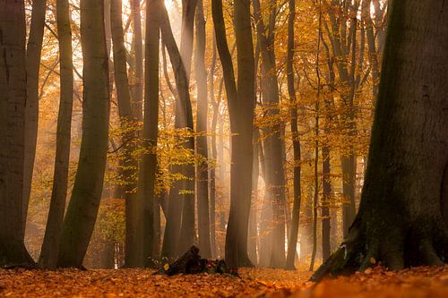 Lichte herfststemming