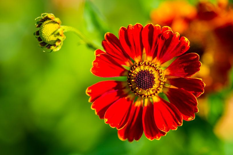 Des fleurs éclatantes en vedette par Matthias Korn