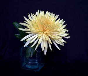 Chrysantheme