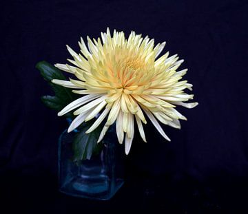 Chrysant van Jose Lok