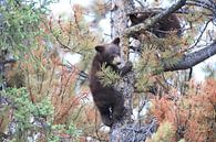 Zwarte berenwelp in Banff National Park, Alberta, Canada van Frank Fichtmüller thumbnail