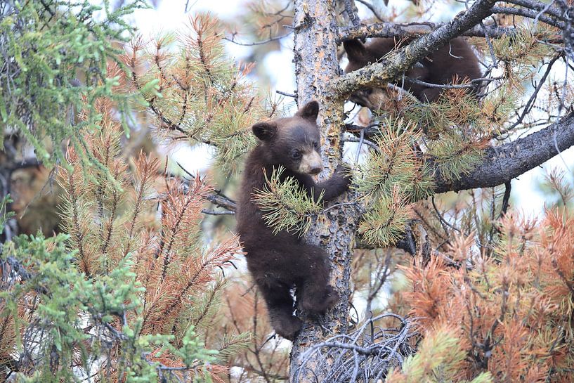 Zwarte berenwelp in Banff National Park, Alberta, Canada van Frank Fichtmüller