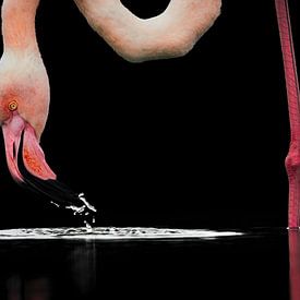 Close up of a flamingo by Leny Silina Helmig