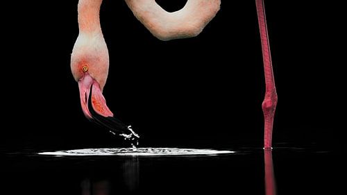 Gros plan sur un flamant rose