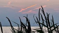Reed