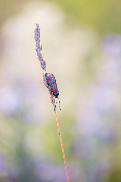 The Krainer ram by Sergej Nickel