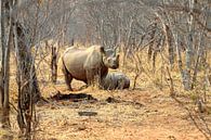 rhino in Zambia by Merijn Loch thumbnail