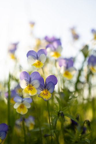 Viooltjes in de lente