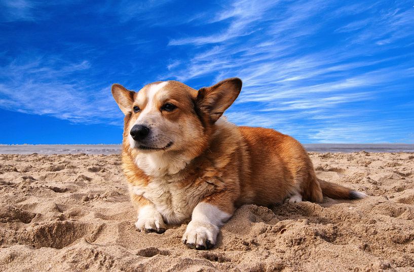 Welsh corgi op strand van Michel van der Vegt