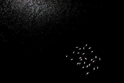 Das Geheimnis der Nacht - Flamingos im Dunkeln