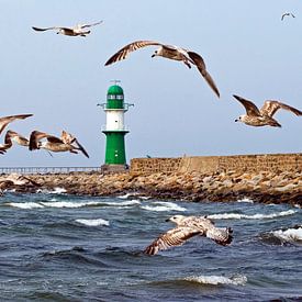 Vol en tempête des mouettes à Warnemünde sur Silva Wischeropp