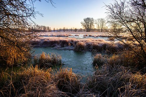 Weiland en bomen in de winter, landschapsopname in de ochtend