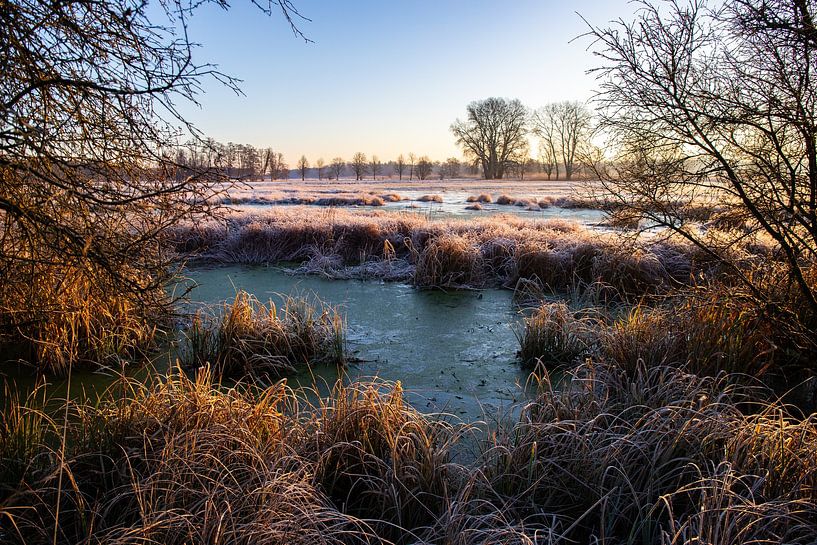 Weiland en bomen in de winter, landschapsopname in de ochtend van Fotos by Jan Wehnert