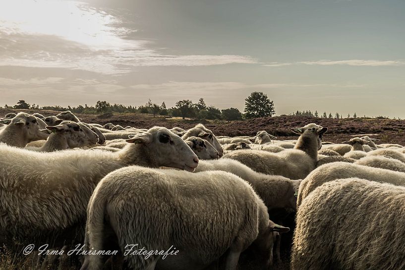 Sheep on the heath by Irma Huisman