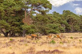 Red deer on the Hoge Veluwe, Netherlands