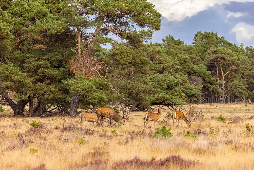 Red deer on the Hoge Veluwe, Netherlands by Gert Hilbink